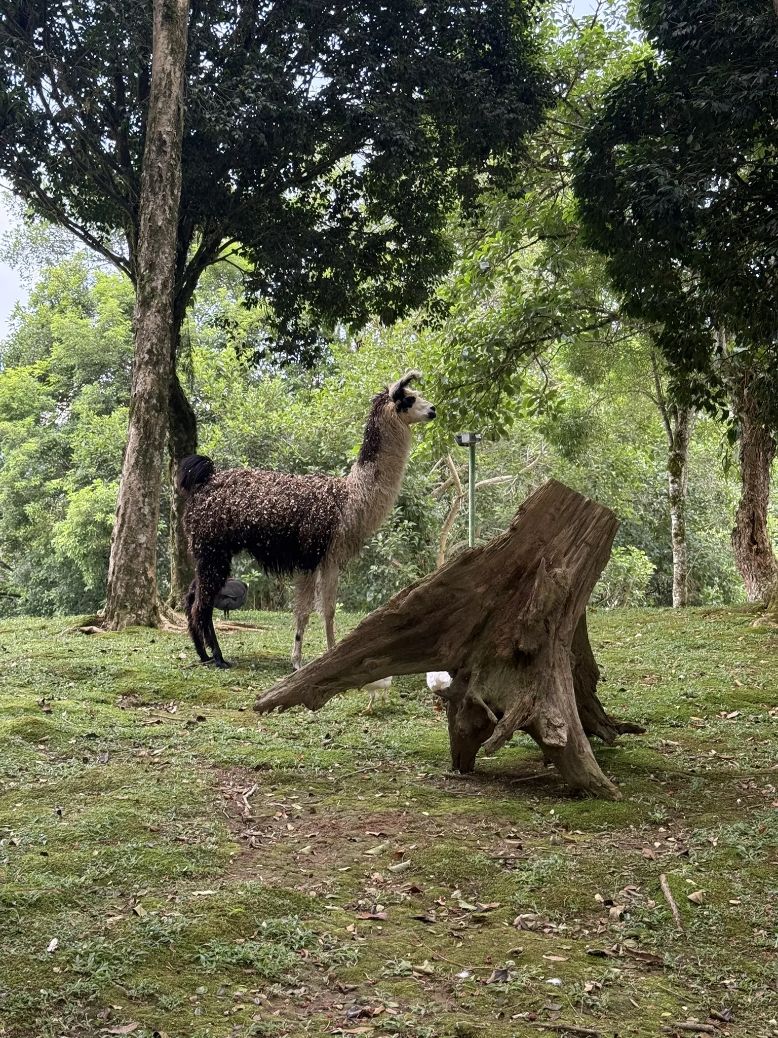 Foto Rancho Safari