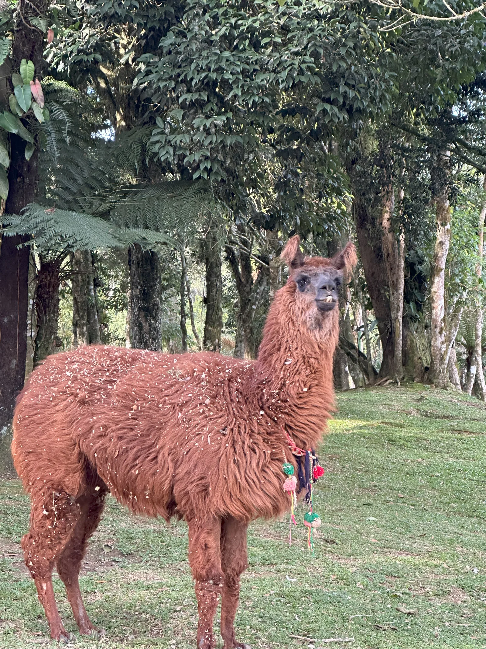 Foto Rancho Safari