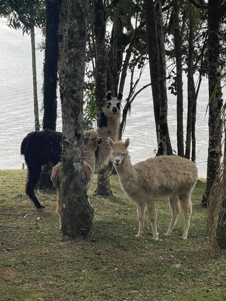 Foto Rancho Safari